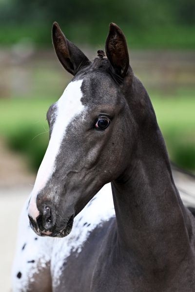 JUST GENIUS DI CABRA Z - Spotted quality out of sister to